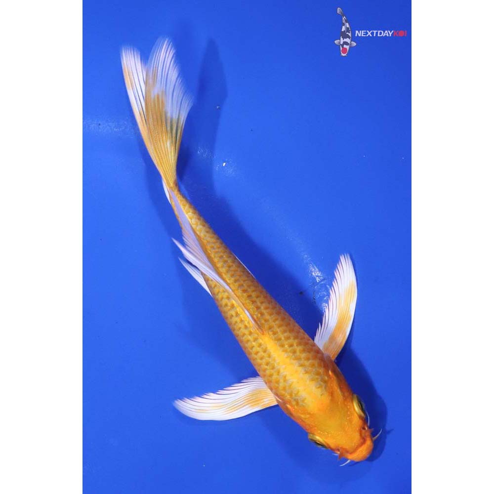 5.5” Imported Orenji Ogon Butterfly Koi