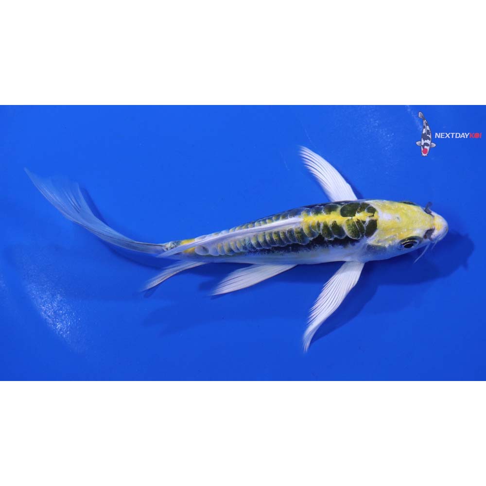 5.5” Imported Kin Kikokuryu Butterfly Koi