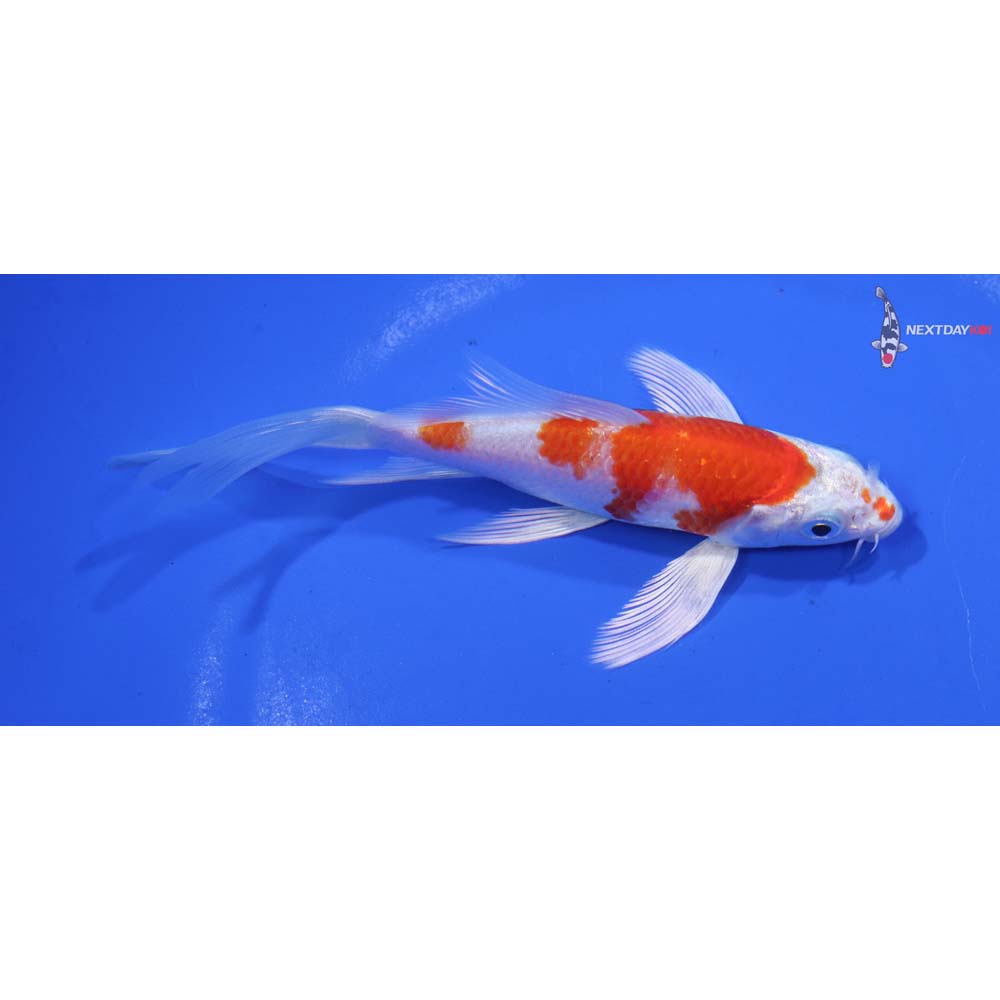 6” Imported Hariwake Butterfly Koi