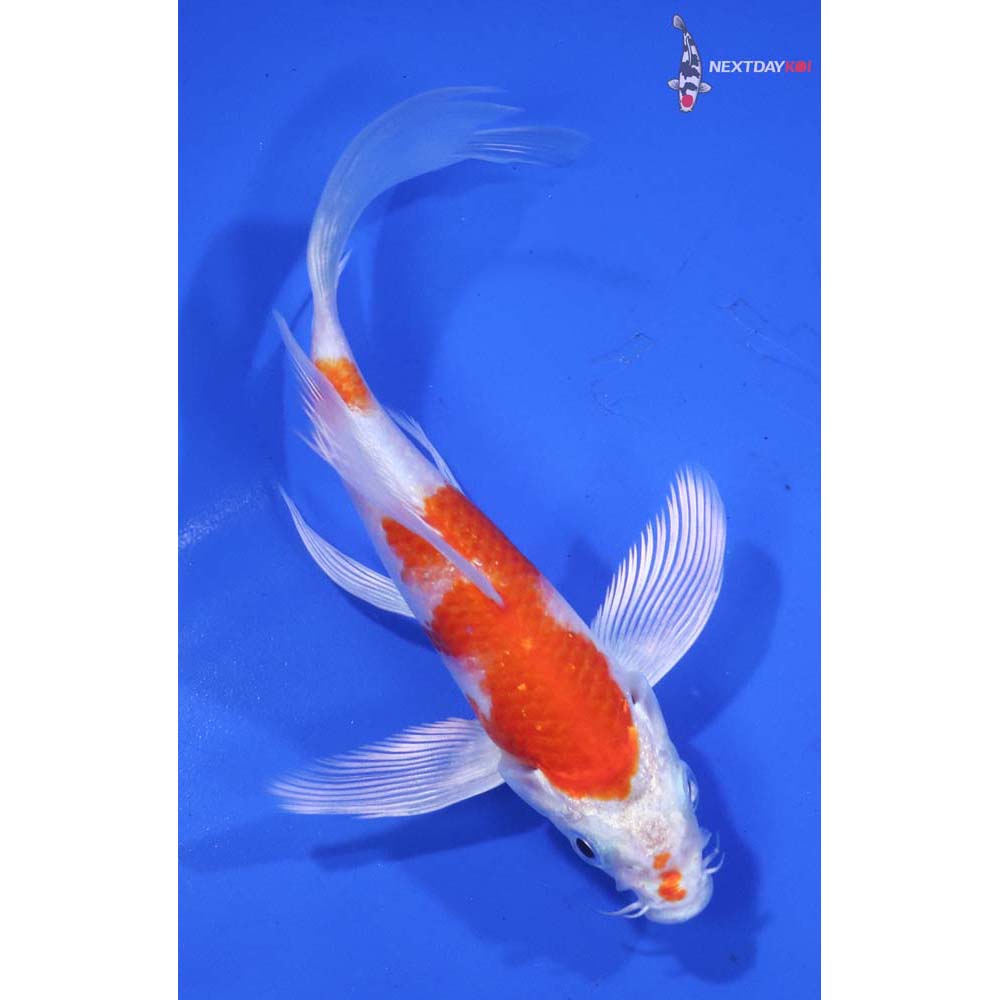 6” Imported Hariwake Butterfly Koi