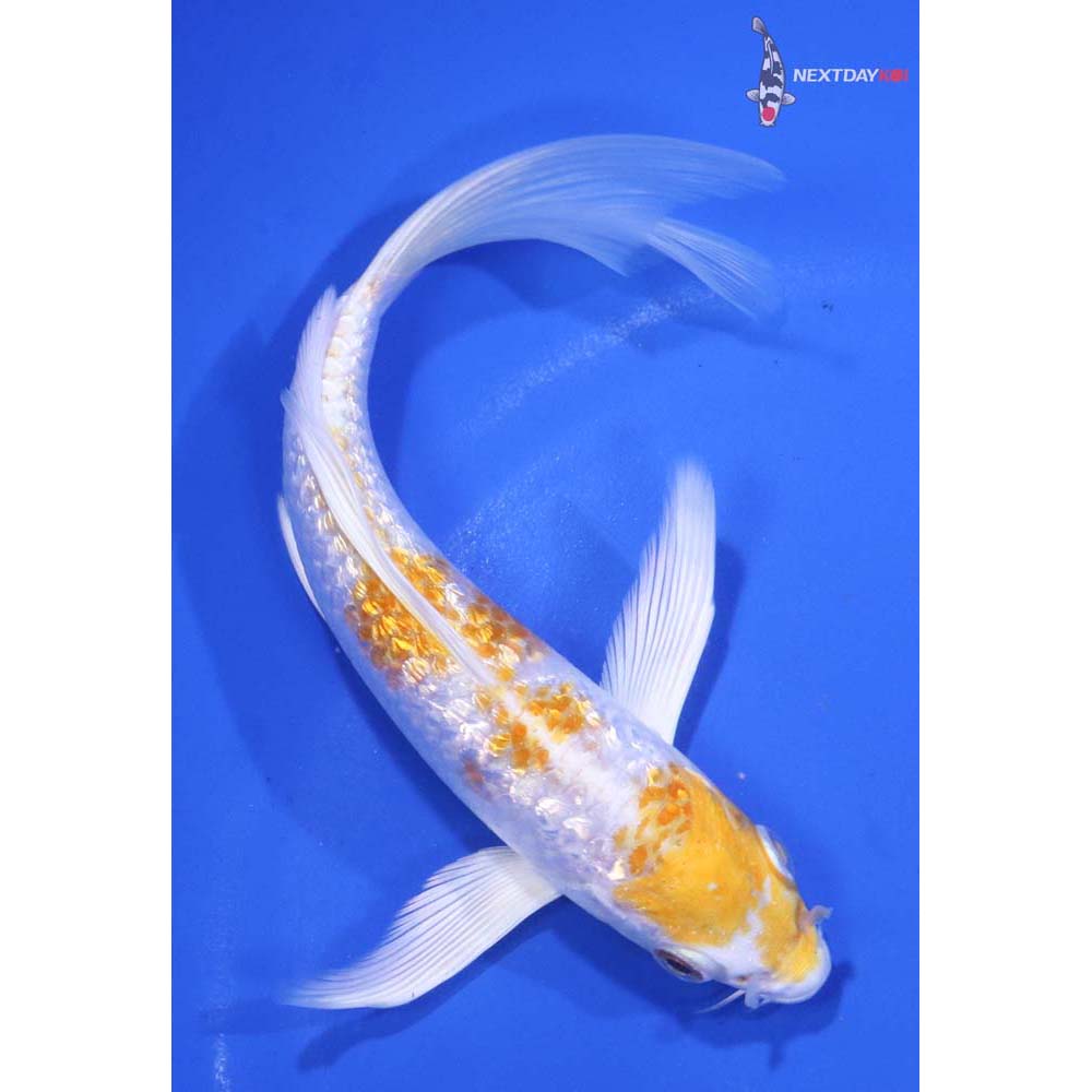 6” Imported Gin Rin Lemon Hariwake Butterfly Koi