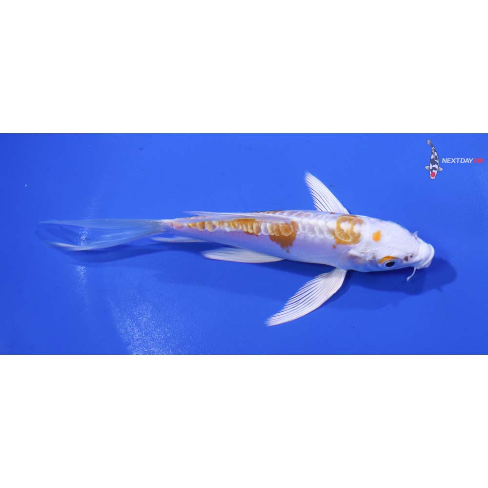 5” Imported Kikusui Butterfly Koi