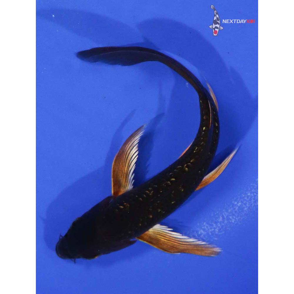 5” Imported Gin Rin Chagoi Butterfly Koi