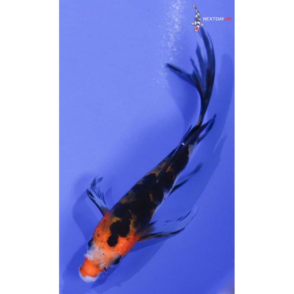 3.5” Imported Sanke Butterfly Koi