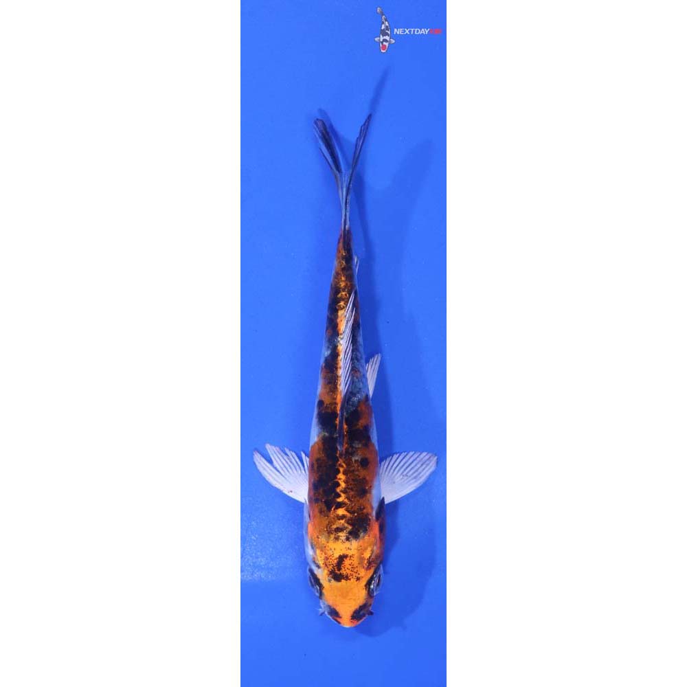 4” Imported Yamato Nishiki