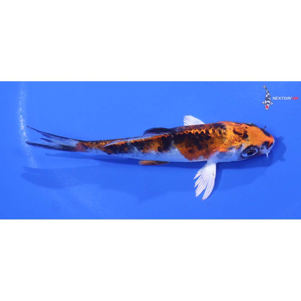 4” Imported Yamato Nishiki