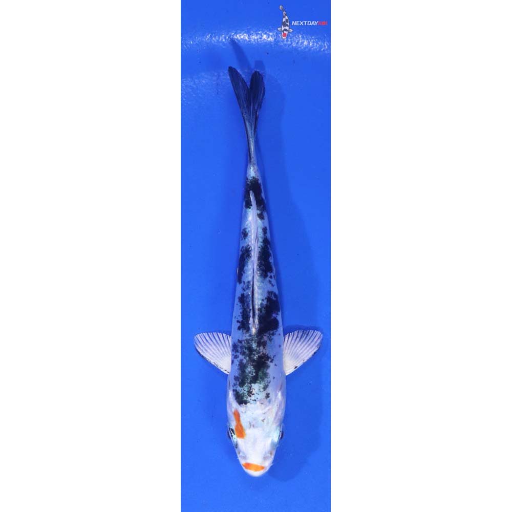 4” Imported Heisei Nishiki