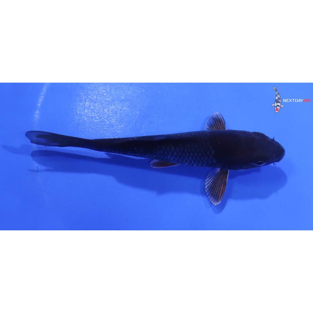 4” Imported Ochiba Shigure