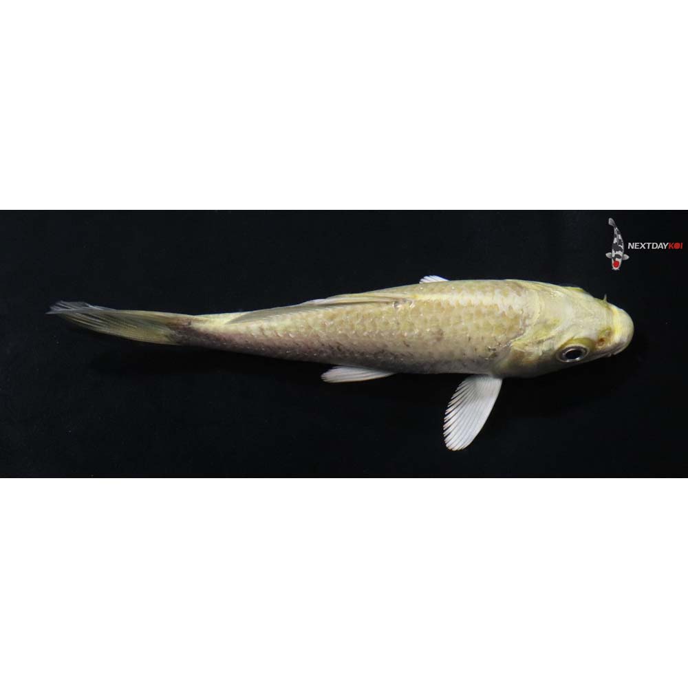 4.5” Imported Yamabuki Ogon