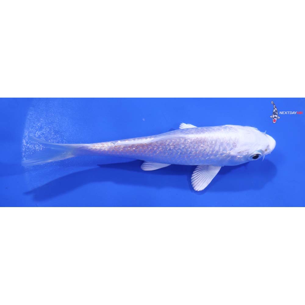 5” Imported Gin Rin Platinum Ogon