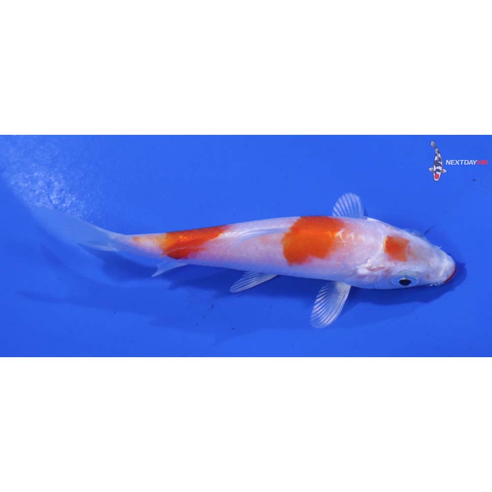 3.5” Imported Hariwake