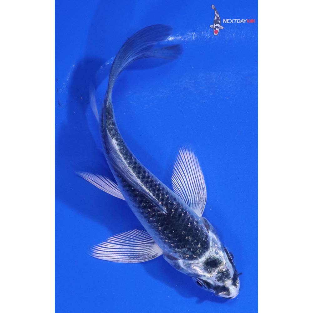 3” Imported Gin Matsuba Butterfly Koi