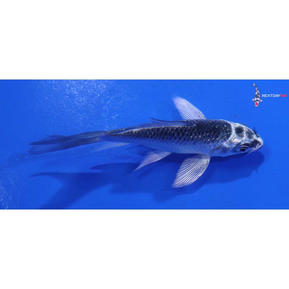 3” Imported Gin Matsuba Butterfly Koi