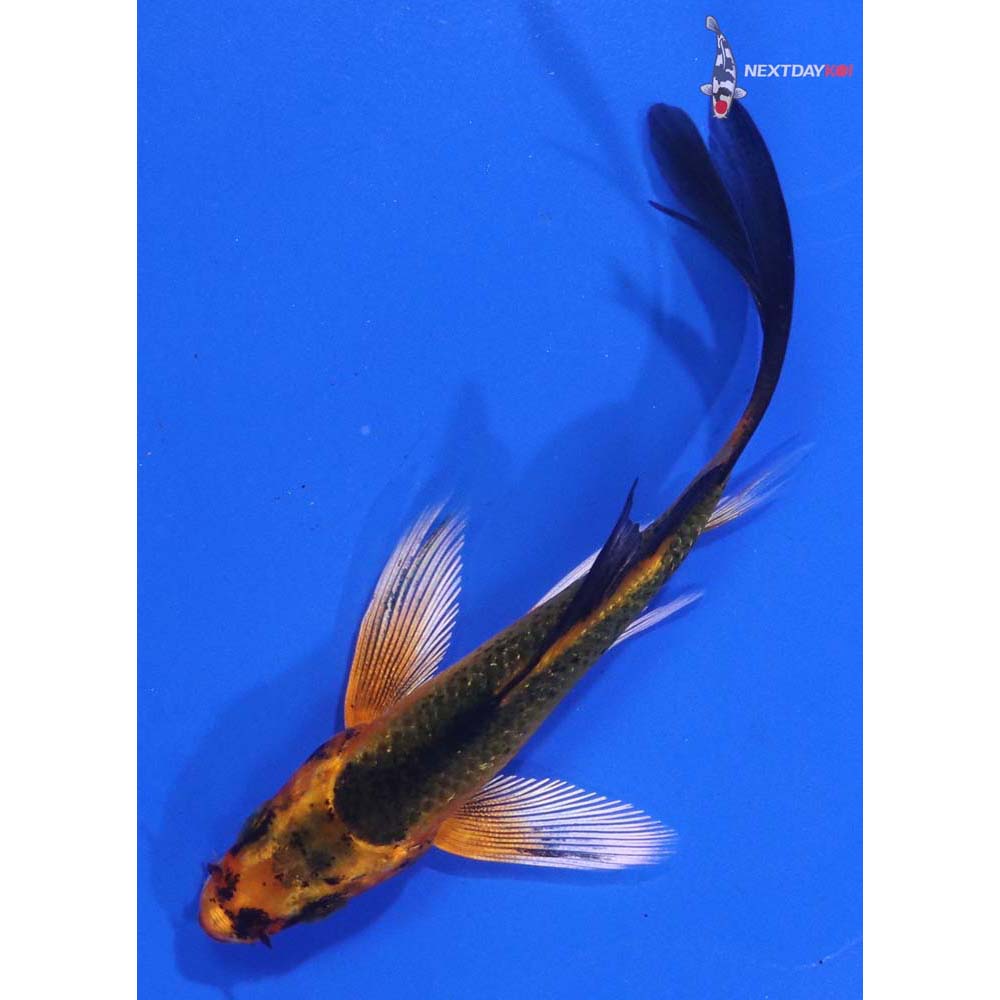 3.5” Imported Orenji Matsuba Butterfly Koi