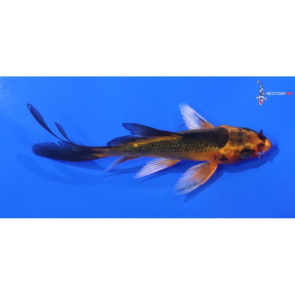 3.5” Imported Orenji Matsuba Butterfly Koi