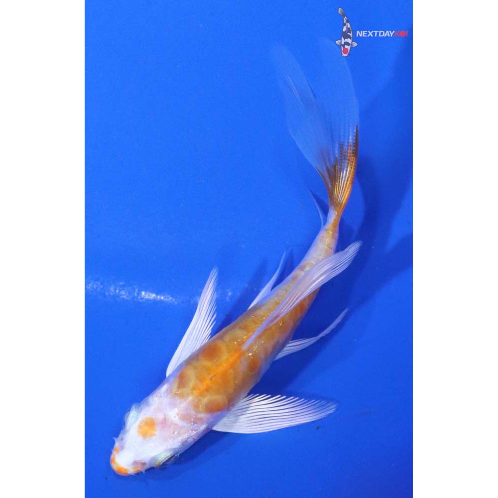 3.5” Imported Kikusui Butterfly Koi