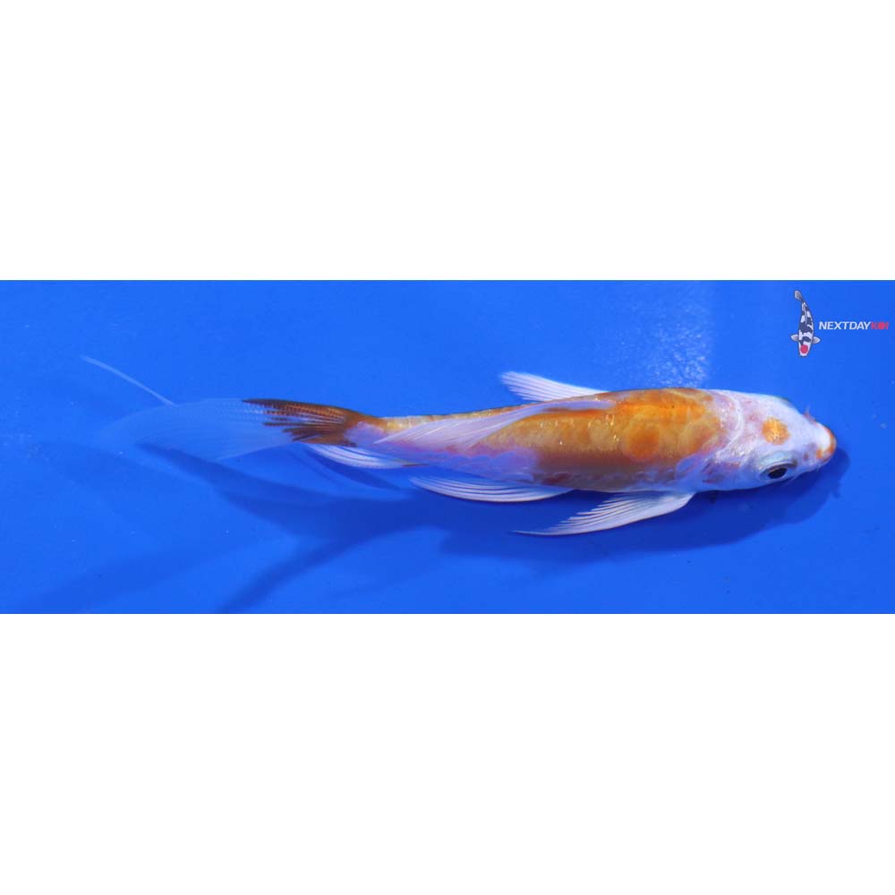 3.5” Imported Kikusui Butterfly Koi