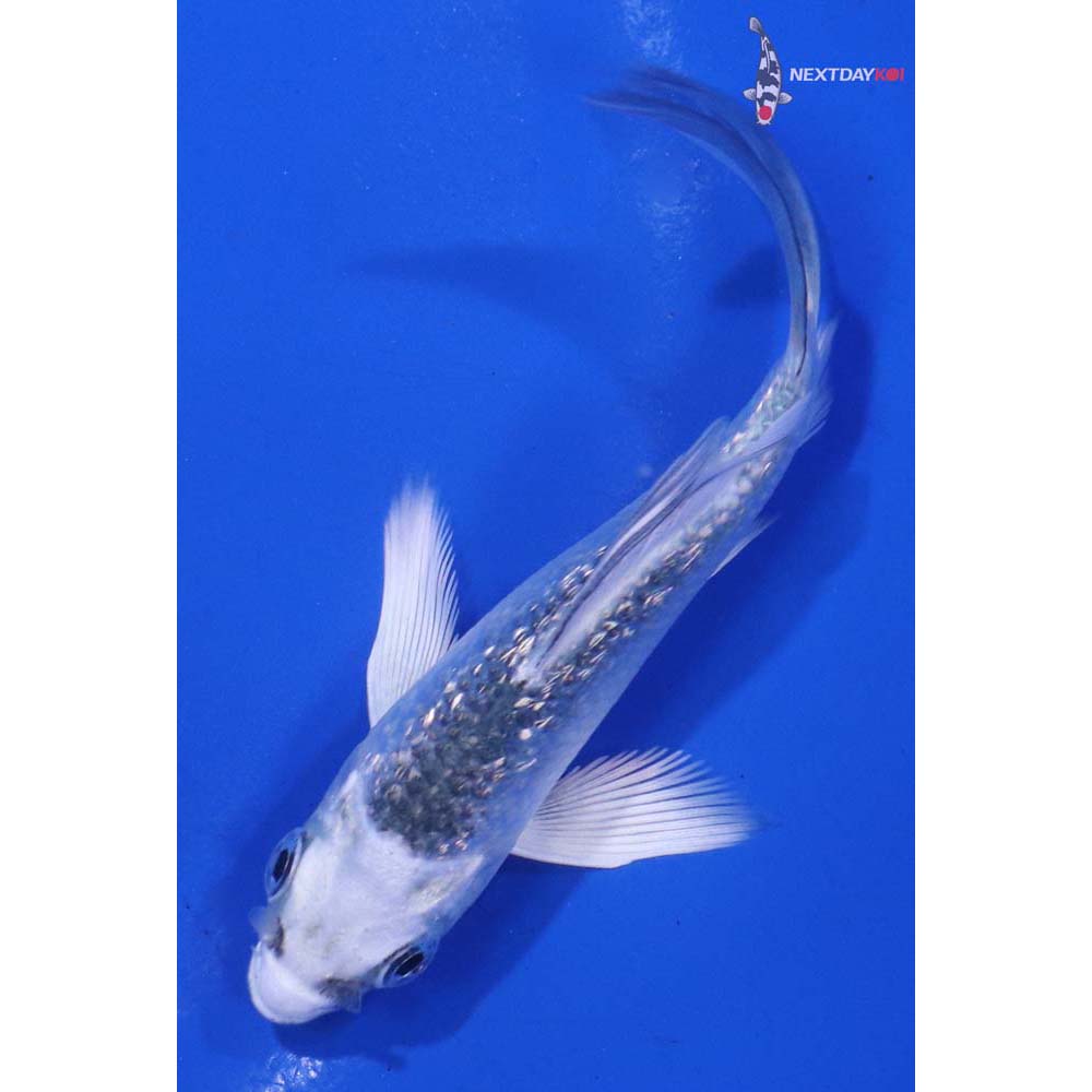 3” Imported Gin Rin Gin Matsuba Butterfly Koi