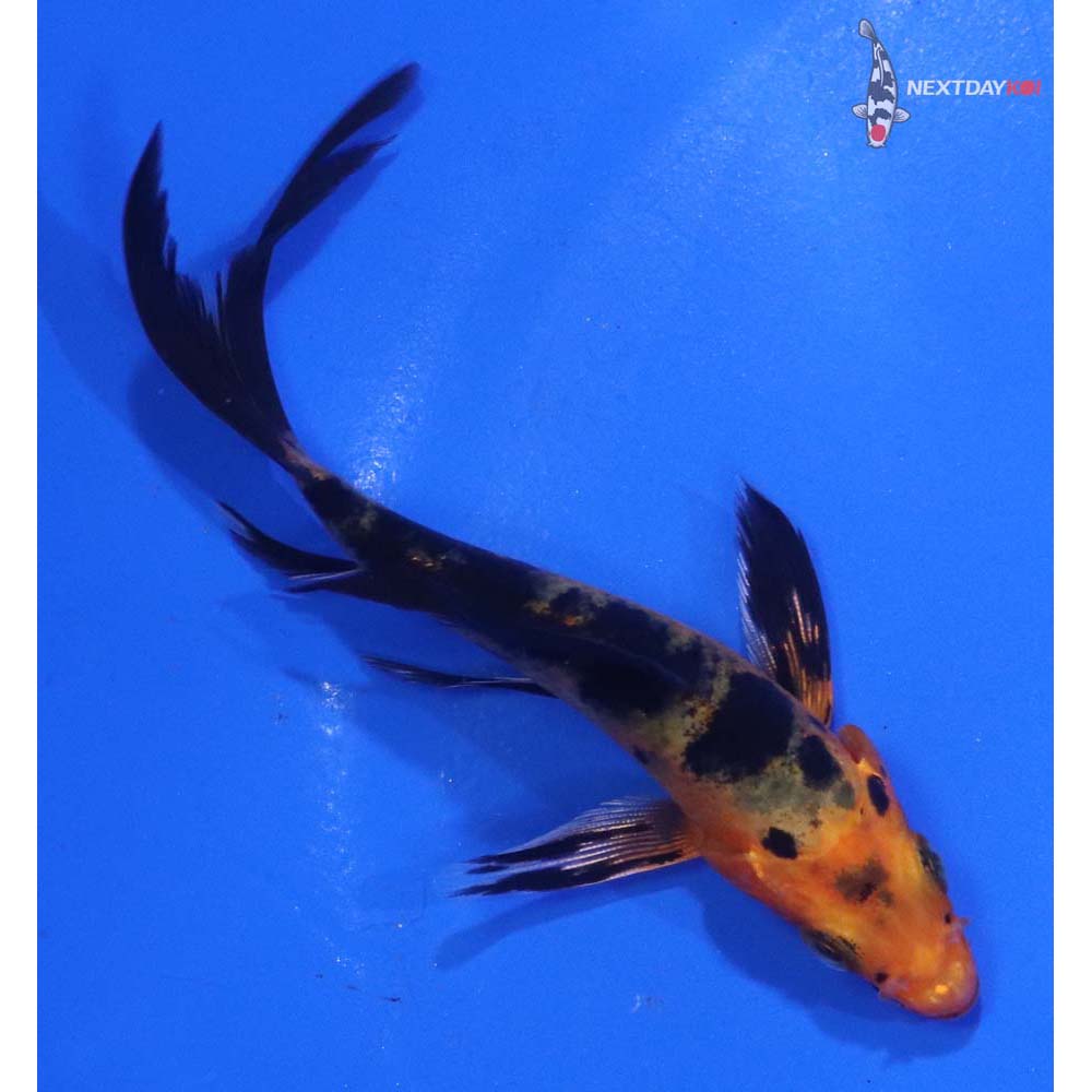 3.5” Imported Kin Aka Bekko Butterfly Koi