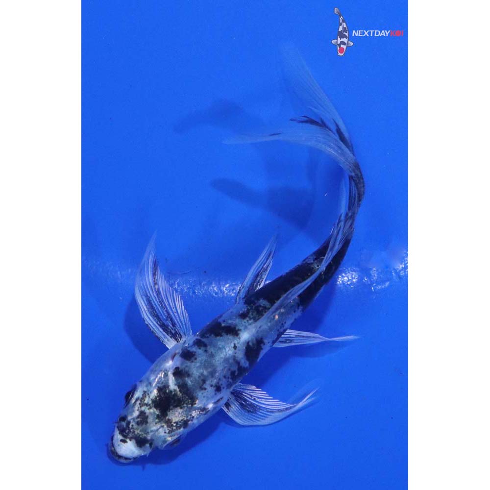 3.5” Imported Doitsu Gin Shiro Bekko Butterfly Koi
