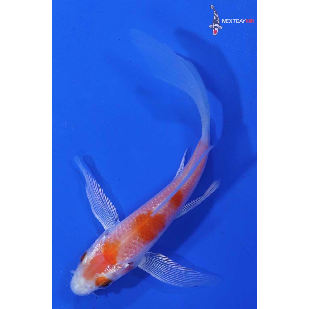 4” Imported Hariwake Butterfly Koi