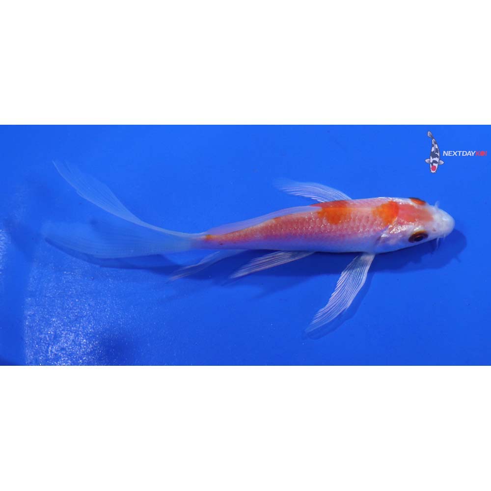 4” Imported Hariwake Butterfly Koi