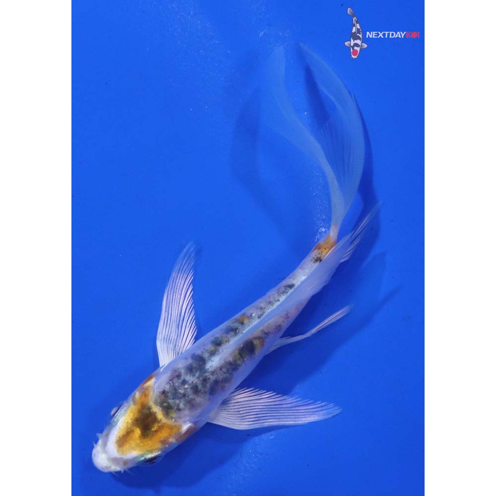 4” Imported Heisei Nishiki Butterfly Koi