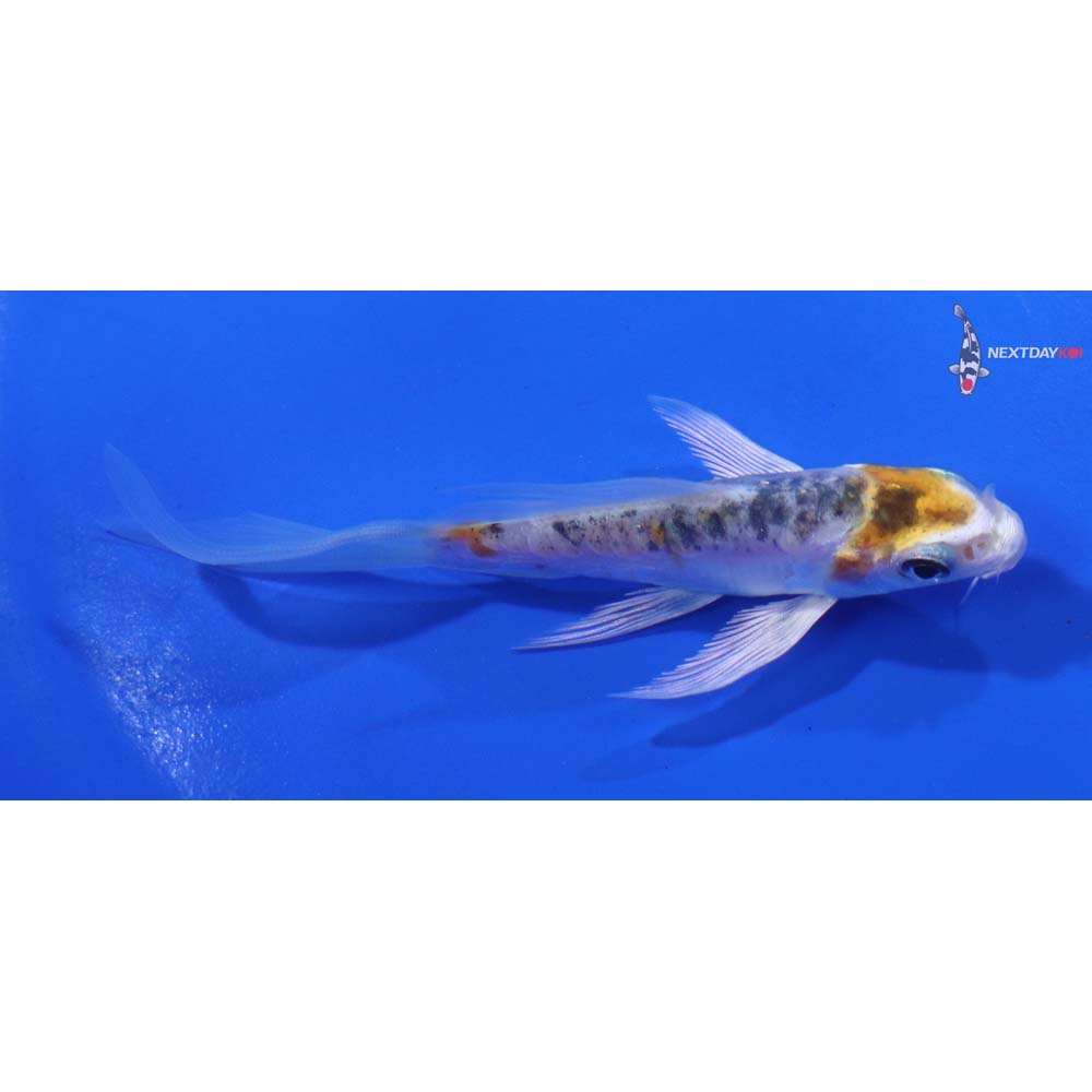 4” Imported Heisei Nishiki Butterfly Koi