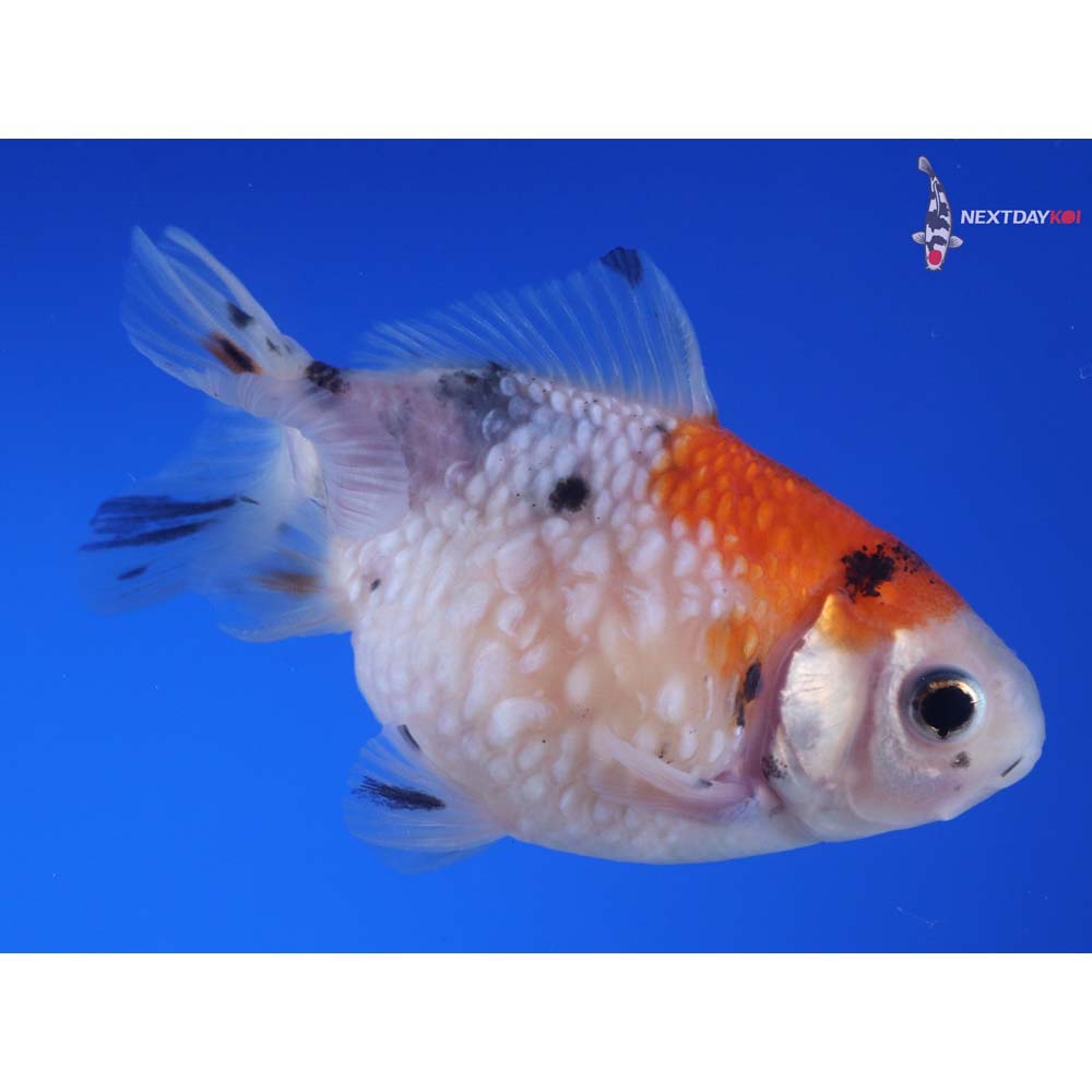 3.5” Imported Calico Pearlscale