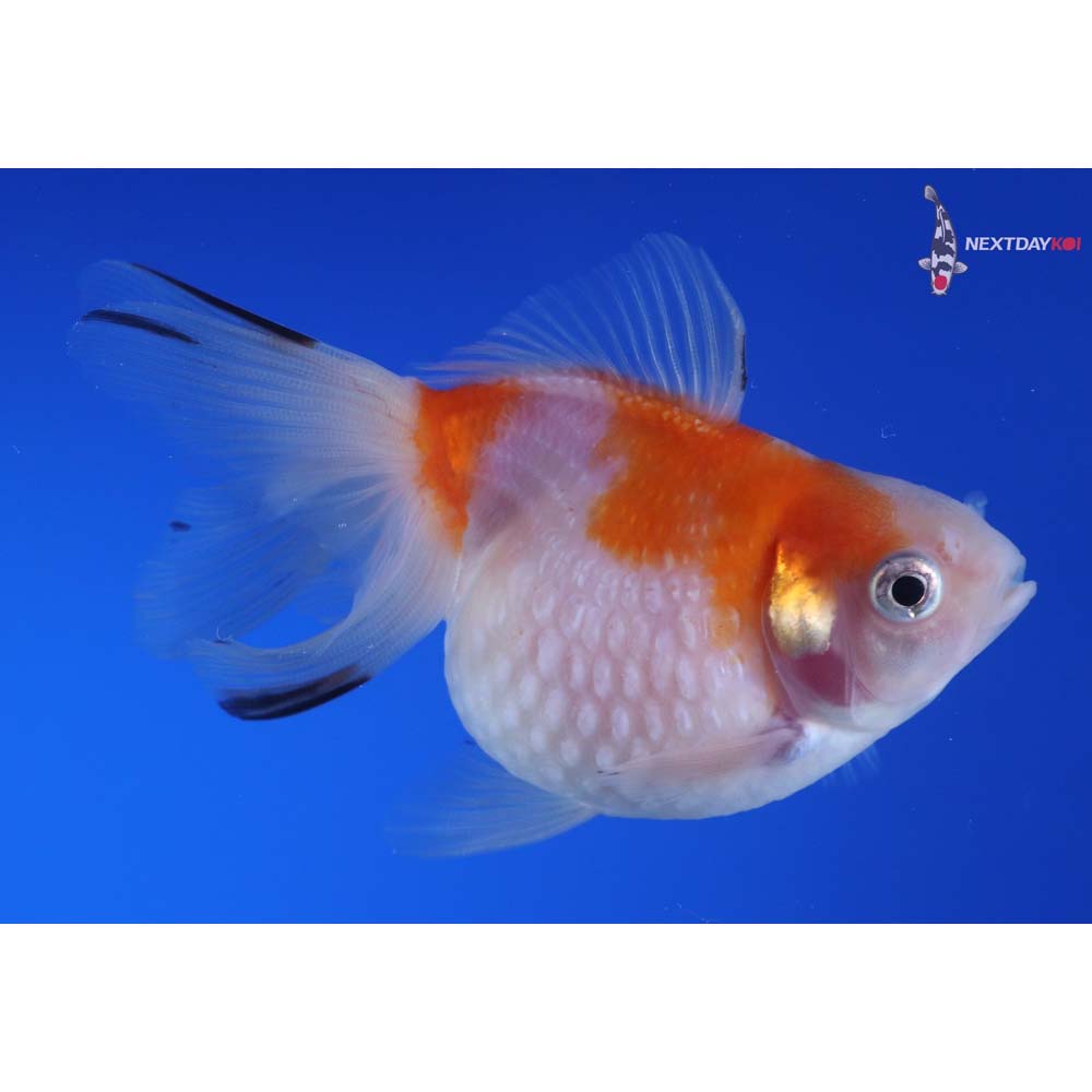 3.5” Imported Red and White Pearlscale