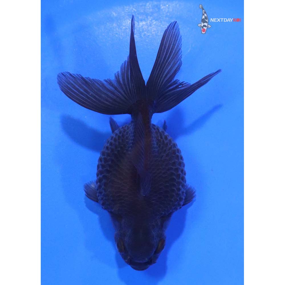 3.5” Imported Black Pearlscale