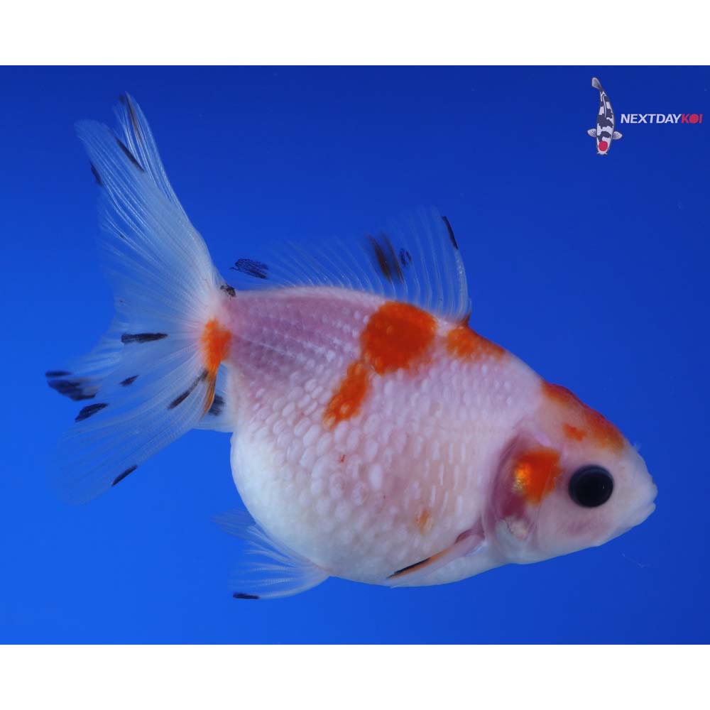 3.5” Imported Red and White Pearlscale