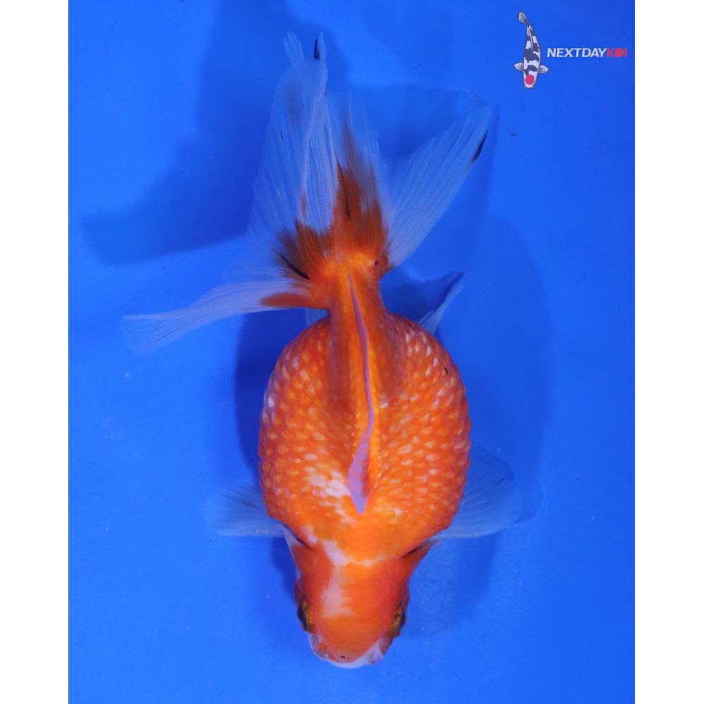 4” Imported Calico Pearlscale