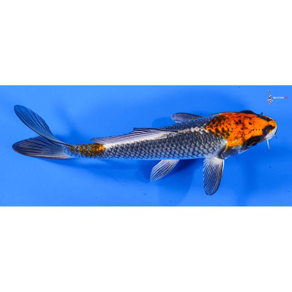 6.5” Imported Kujaku