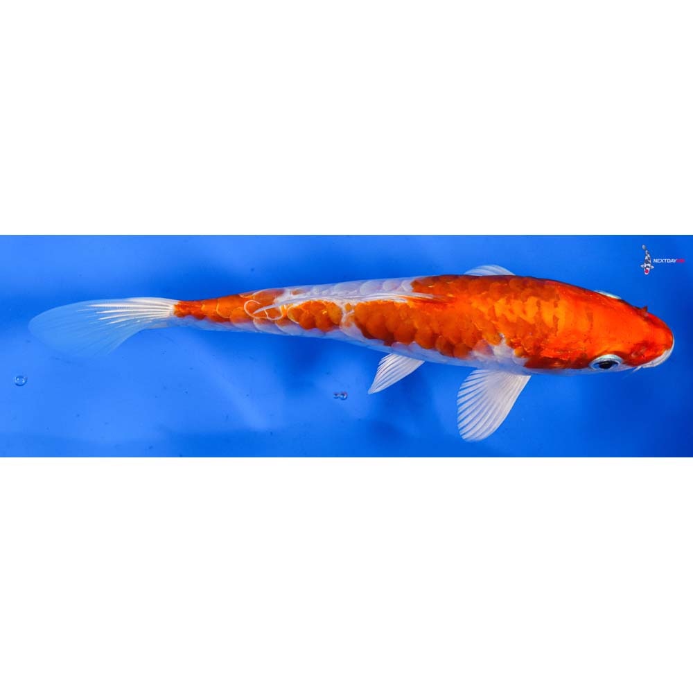 6.5” Imported Kikusui