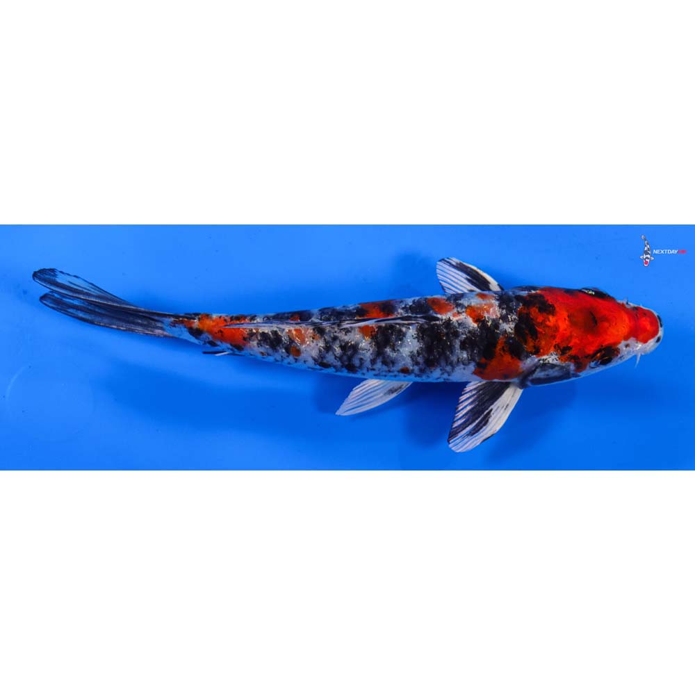 7” Imported Yamato Nishiki