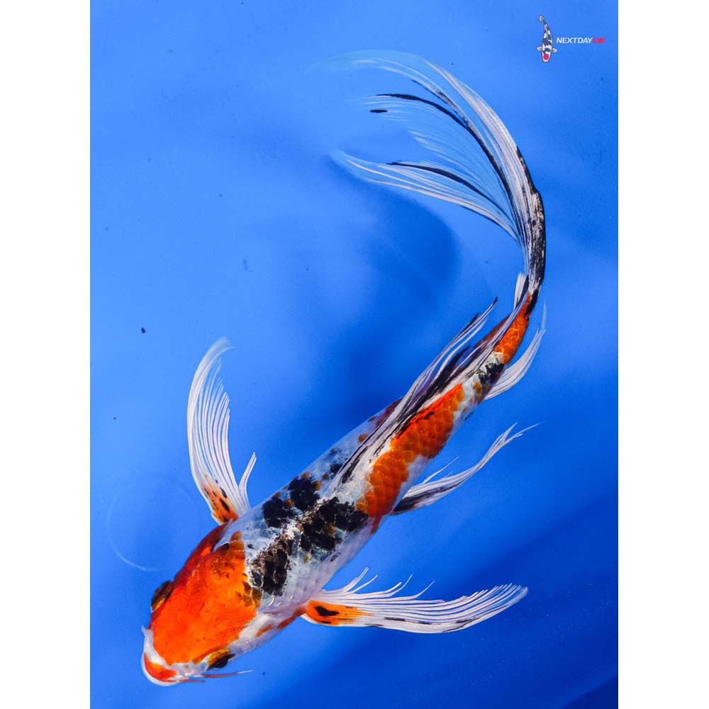 8” Imported Yamato Nishiki Butterfly Koi