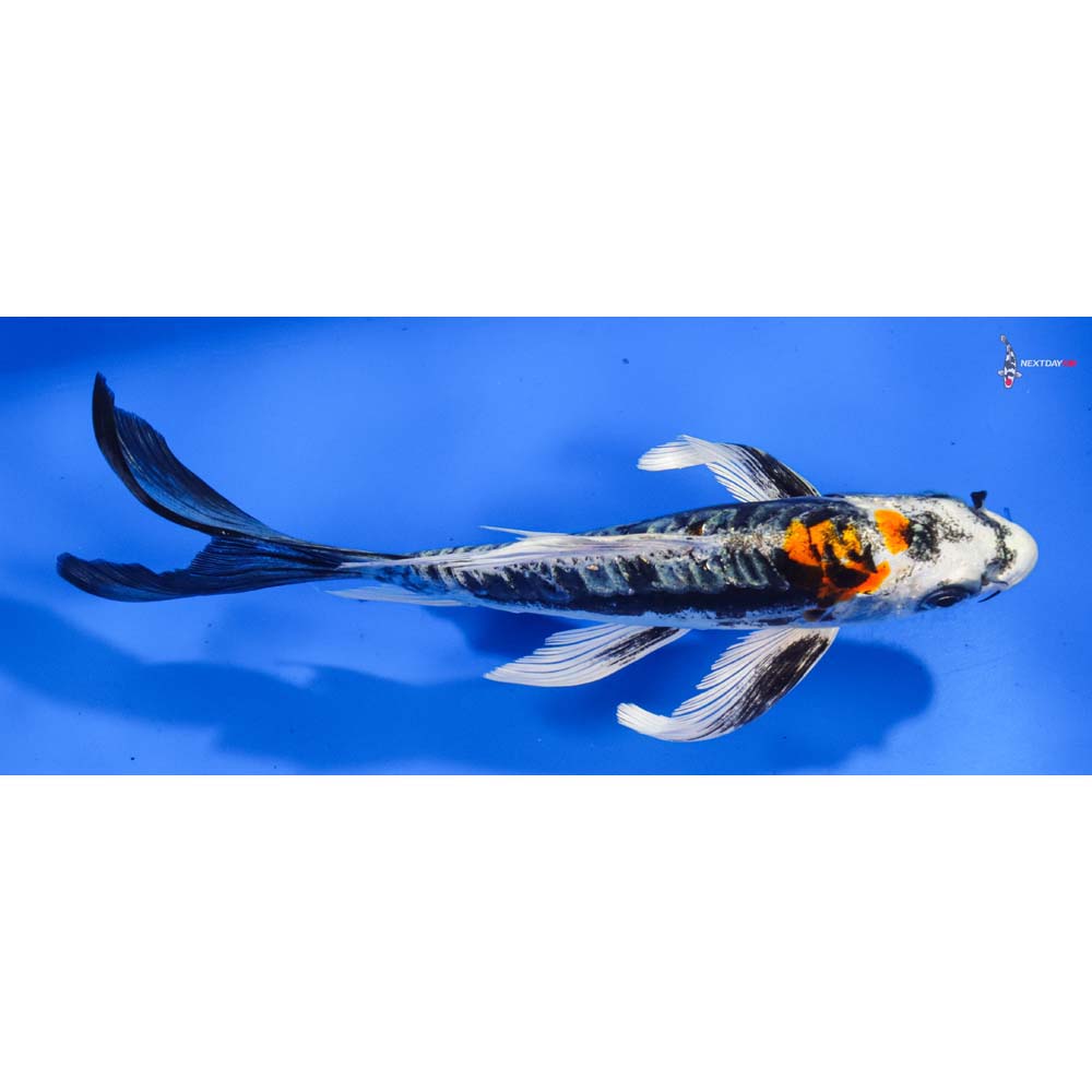 7” Imported Kin Kikokuryu Butterfly Koi