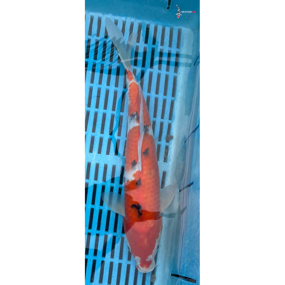 12-14” Imported Sanke