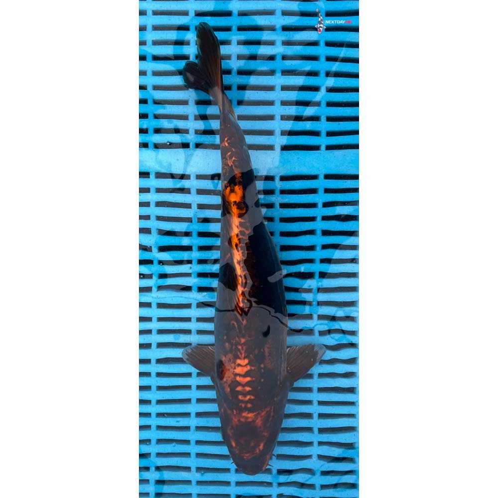 12-14” Imported Kin Kikokuryu