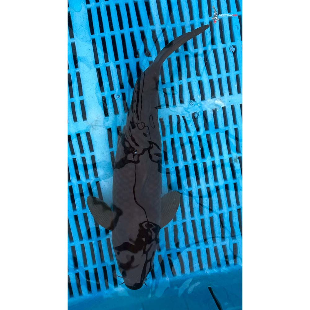 12-14” Imported Chagoi