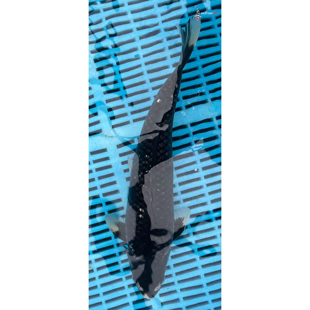 12-14” Imported Matsukawabakke