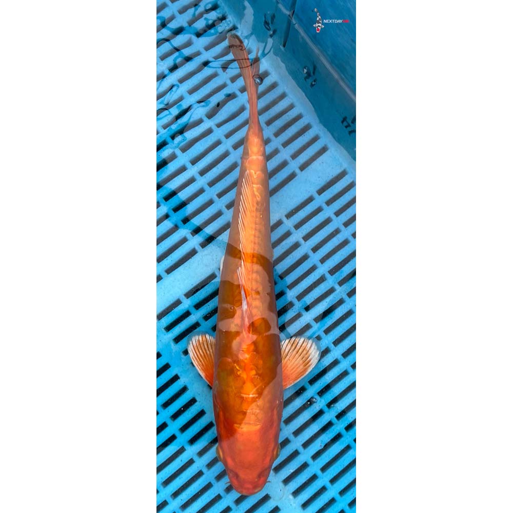 12-14” Imported Doitsu Orenji Ogon
