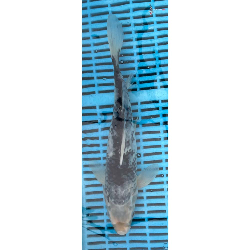 12-14” Imported Matsukawabakke