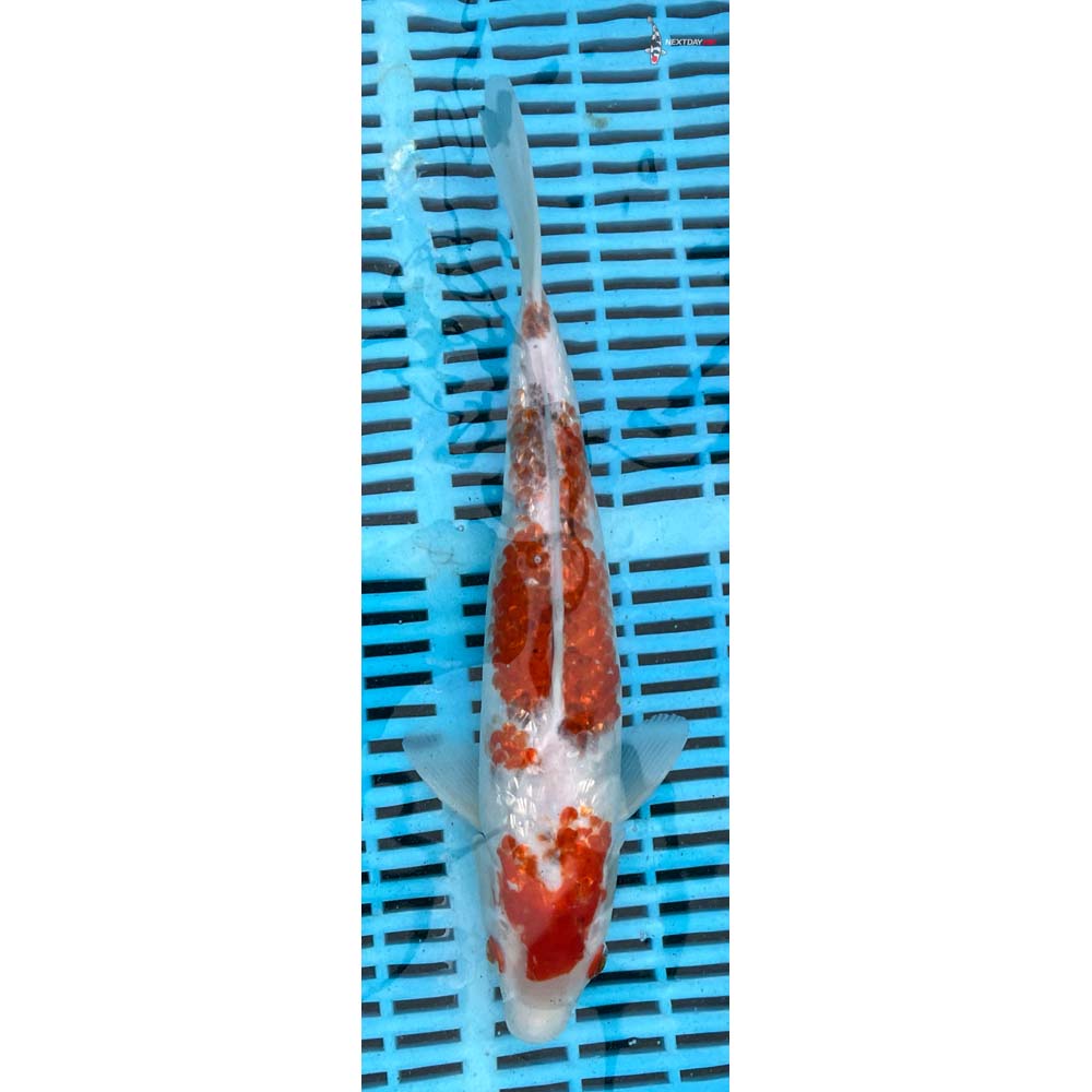 12-14” Imported Gin Rin Goromo