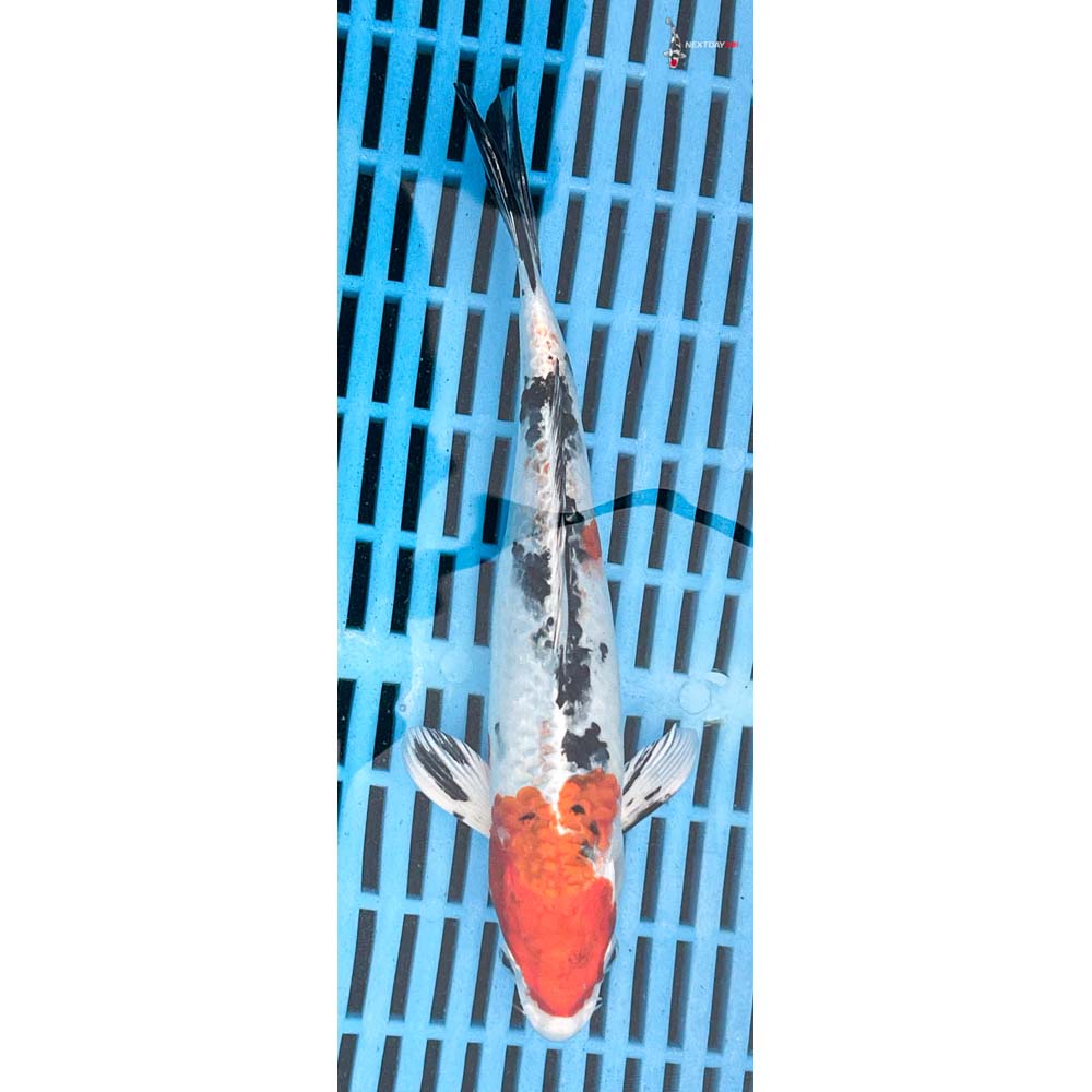 10-12” Imported Yamato Nishiki