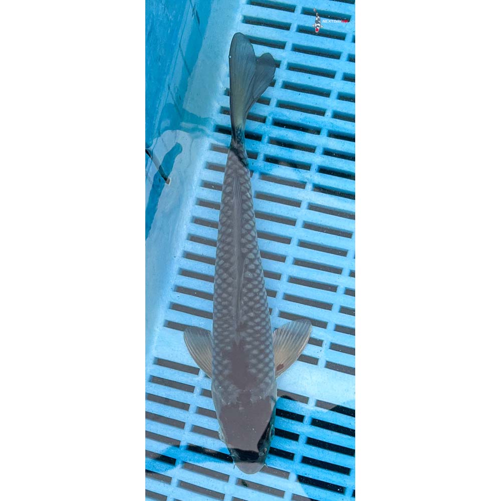 10-12” Imported Ochiba Shigure
