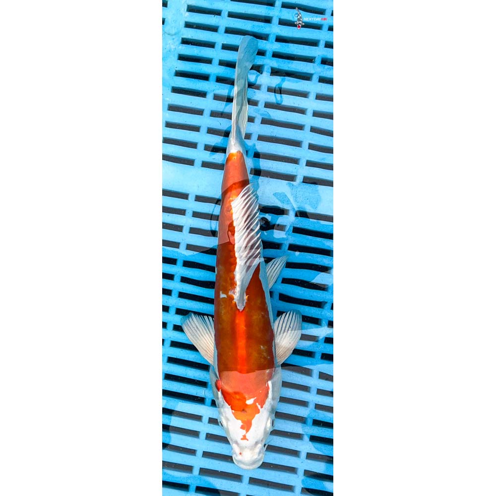 10-12” Imported Kikusui