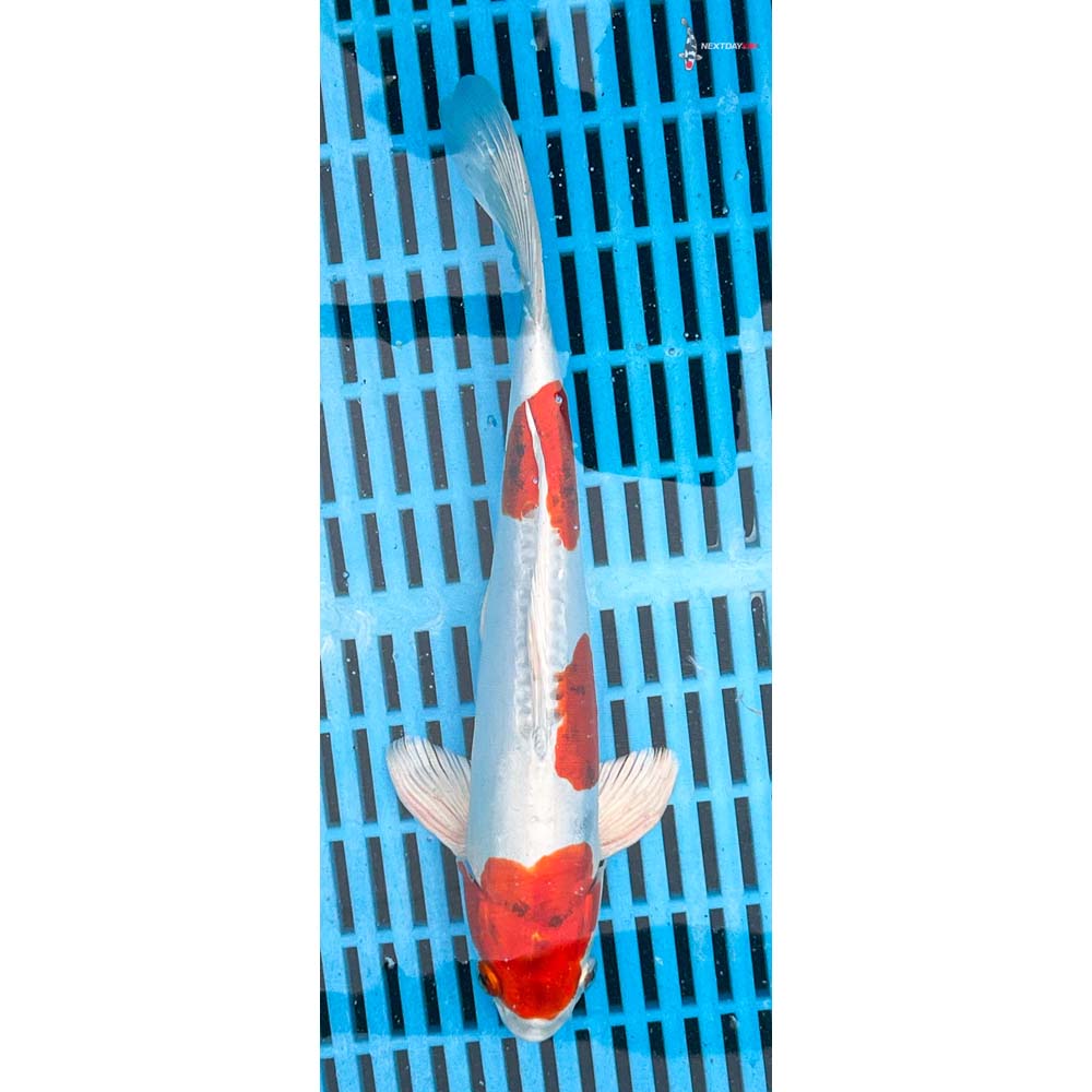 10-12” Imported Kikusui