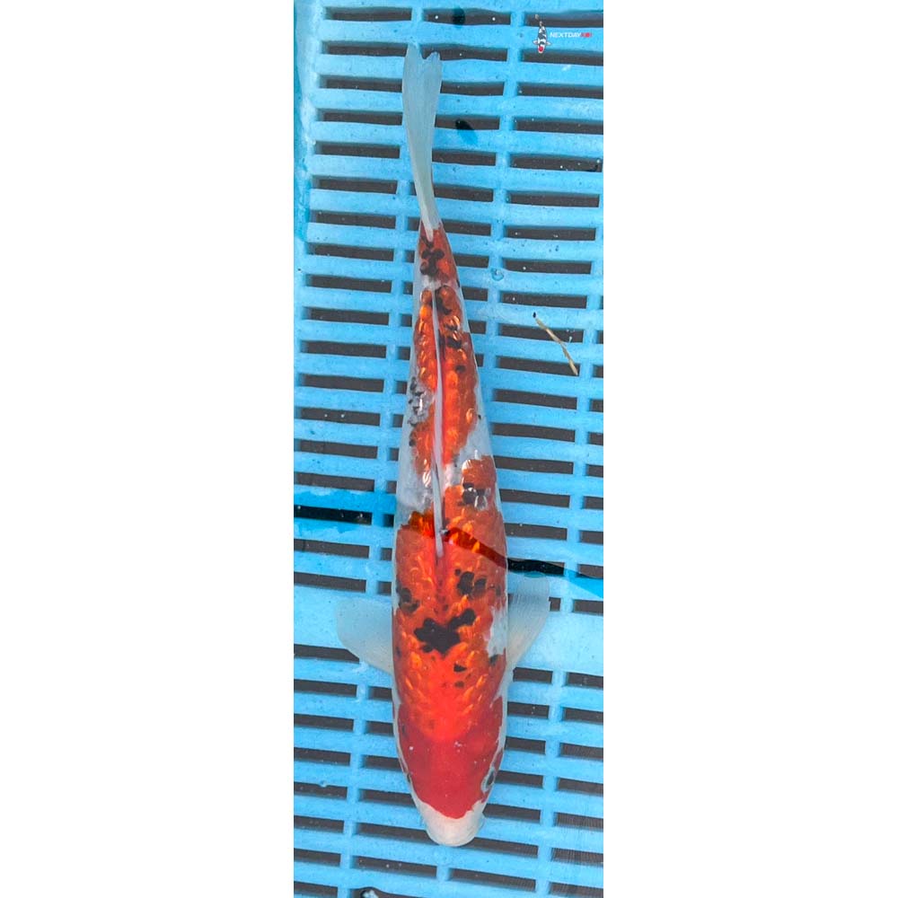 10-12” Imported Gin Rin Sanke